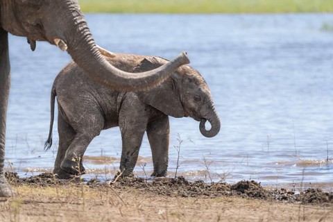 Elephant calf (Loxodonta africana calf) walking beside river with curls trunk. Cute happy facial