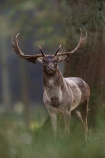 Old warrior... Fallow deer (Dama dama), capital fallow deer in natural surroundings in the forest,