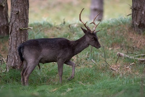 Fallow deer (Dama dama), young deer, dark, dark brown variant grazing at the edge of a pine forest,