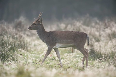 Fallow deer in autumn... Fallow deer (Dama dama), noh young deer, spit, on a typical autumn day