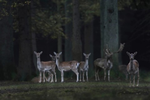 Tense attention... Fallow deer (Dama dama), small group, herd of fallow deer, wild deer together