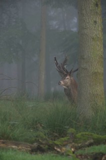 Cautious glances... Red deer (Cervus elaphus) looking out from behind a tree in the deep forest in