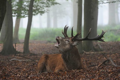 The high time of the rut... Red deer (Cervus elaphus), capital stag, lying, resting in the misty