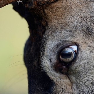 The eye of a red deer... Red deer (Cervus elaphus), close-up, section of the head, of the eyes of a