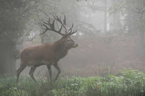 Impressive stag... Red deer (Cervus elaphus) early in the morning in the forest, early autumn fog,