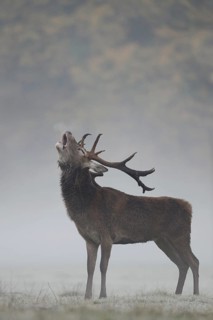 The rutting cry... Red deer (Cervus elaphus), capital red deer on an autumnal meadow in the forest