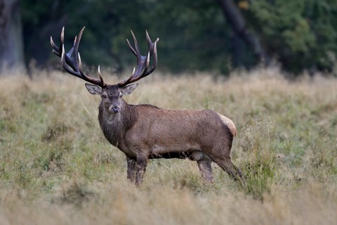 Red deer (Cervus elaphus), impressive capital red deer with mighty antlers, 18-pointer, on an