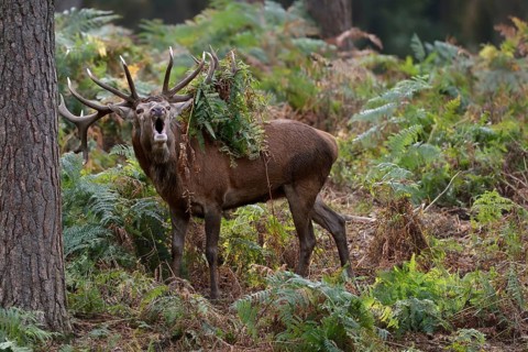 With fervour... Red deer (Cervus elaphus) during the rut, roaring in the forest, fern hanging in