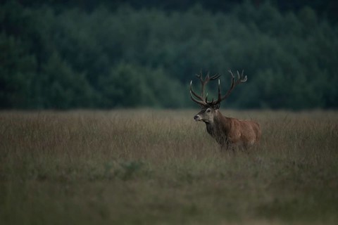 At dusk... Red deer (Cervus elaphus) in the last light on a wide, high meadow, natural-looking,