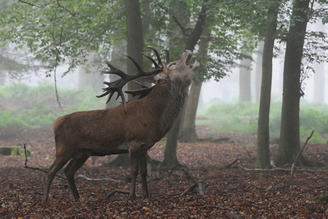 In the middle of the forest... Red deer (Cervus elaphus), strong stag roars on a foggy autumn day