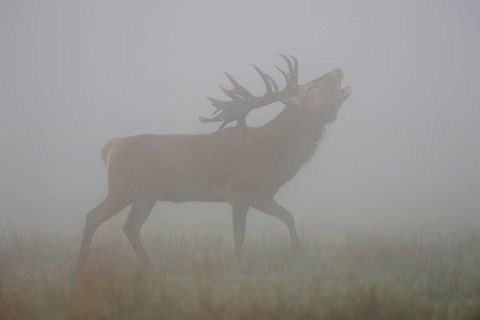 Powerful... Red deer (Cervus elaphus), roaring deer in dense fog, classic, atmospheric deer picture