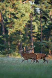 Bachelors among themselves... Red deer (Cervus elaphus), two young male red deer walking together