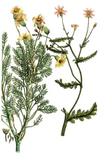 Jacobaea africana, also known as ragwort, is a plant species of the genus Jacobaea in the family
