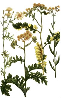 Jacobaea marina, aethiopica, erucae jakobskraut, is a plant species of the genus Jacobaea, ragwort,