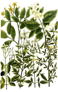 Varieties of jasmine, a. Jasminum album, b. Jasminum catalonicum, c. Jasminum odoratum flavum, d.