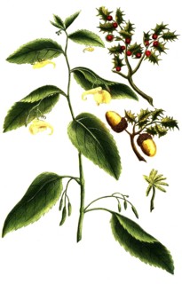 Ilex coccigera, Impatiens balsam, historical, digitally restored reproduction from a 19th century
