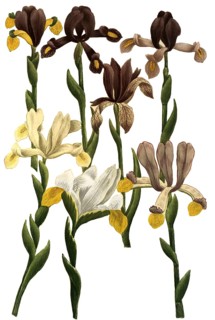 Iris bulbosa, species of iris, iris, plant genus in the subfamily Iridoideae in the iris family,