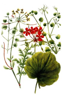 Cranesbill plants of the species Geranium Africanum, historical, digitally restored reproduction