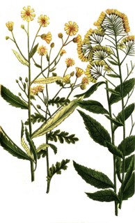 Jacobaea senesionis, palustris, ragwort or ragwort, is a plant species of the genus Jacobaea within