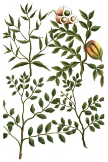 A. Indigofera coluteoides, b. Indigofera rotundifolia, c. Indigofera longifolia, d, Inga brasiliana