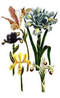 Iris bulbosa, Iris hispanica, species of iris, iris, plant genus in the subfamily Iridoideae in the