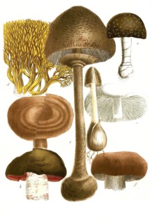 Various fungi, a. Fungus pediculo, b. Fungus campestris inferne ruberns, c. Fungus foeditus, d.