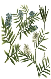 Galega, goat's rue, Galega officinalis, also known as common goat's rue, goat's clover, historical,
