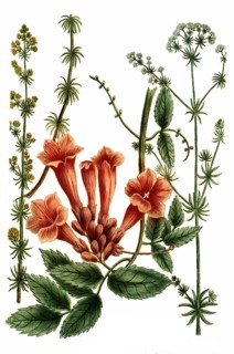 White bedstraw or hedge bedstraw, Gallium album, liteum and Gelsemium indicum, Indian gentian,