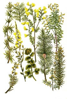 Various species of broom, a. Genista africana, b. Genista hunulis argenta, c. Genista spinosa