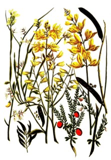 Various species of the genus broom, Genista, historical, digitally restored reproduction from a