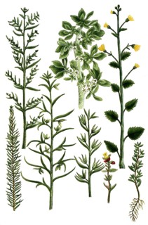 Saltwort, Kali aizoides canariense, fructicosum minus, minus album, spinosum, vermicularis. Ketmis