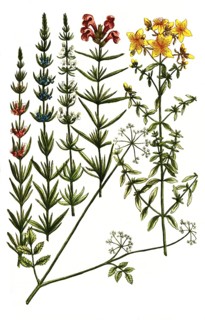 A. St John's wort, Hypericum vulgare, b. Hypposelinum macera, Macedonian parsley, c. Hyssop,