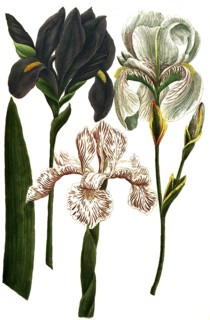 A. Iris coerulea, b. Iris latifolia candida, c. Iris dalmatia major, historical, digitally restored