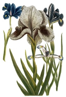 Iris anglica, Iris susianna, Iris bulbosa, Iris vulgaris, species of iris, Iris, plant genus in the