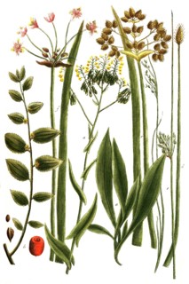 A. Isatis sive glastum, b. Jujuba zizypha, c. Junacus aquaticus maximus, d.Junicus aquaticus minor,