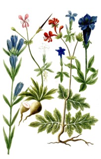 Various species of gentian, a. Gentianella alpina angustifolia, b. Gentianella alpina verna minor,