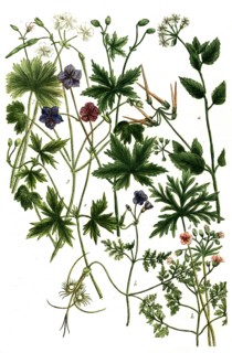 Various species of geranium, a. Geranium althaea, b. Geranium apulum odorum, c. Geranium