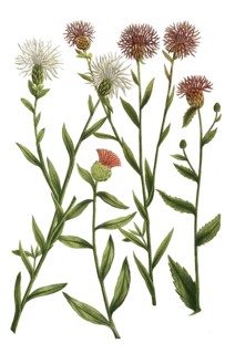 A. Jacea nigra pratensis, knapweed, b. Jacea nigra pratensis latifolia, c. Jacea nigra vulgaris