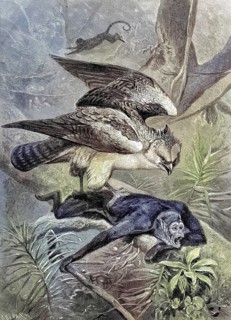 Sparrows, Accipiter nisus, being attacked by a Chamek monkey, original drawing by C. von