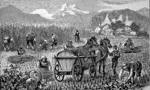 Harvest of maize, corn, in the Bavarian Alps, Bavaria, Germany, mowing and loading, agriculture,