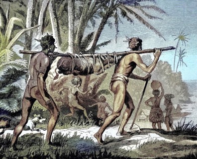 Transport of a live pig to market in New Guinea, Agriculture, Natives, Illustration from 1894,