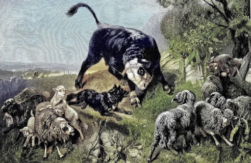 Unequal fight, shepherd barking at a bull, in the midst of a flock of sheep, illustration,