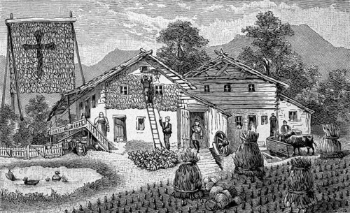 Harvest of corn, corn, in the Bavarian Alps, Bavaria, Germany, bundle of stalks and hanging