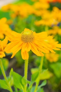 Macro shot of a bright yellow flower with detailed petals and green in the background, Merano,