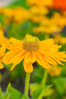 Close-up of a bright yellow flower with detailed view of the petals, Merano, Italy