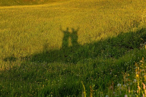 Shadow of people on a flowering meadow in the sunshine, Alpe di Siusi, Dolomites, South Tyrol,