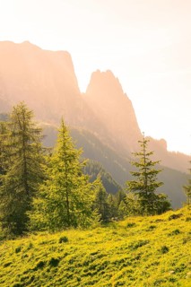 Illuminated trees in front of majestic mountains at sunrise, Alpe di Siusi, Dolomites, South Tyrol,