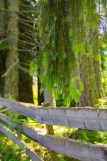 Hanging branches over an old fence in the forest, Alpe di Siusi, Dolomites, South Tyrol, Italy