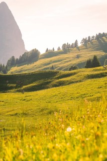 Sunlit green hills with scattered trees and a warm, summery light, Alpe di Siusi, Dolomites, South