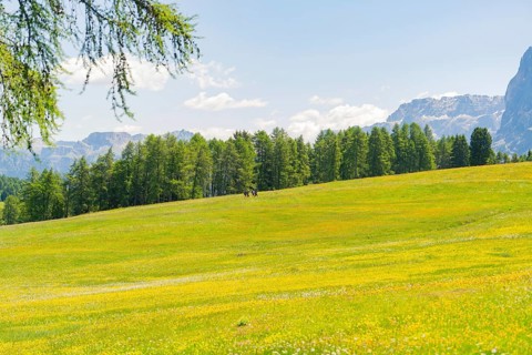 Wide, open meadow lined with trees and mountains in the background, Alpe di Siusi, Dolomites, South